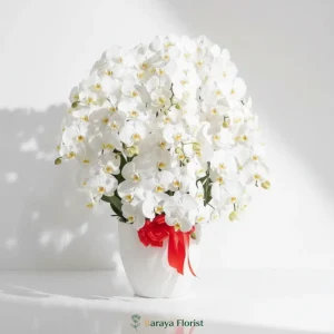 bunga meja anggrek bulan putih