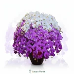 bunga meja anggrek bulan putih ungu