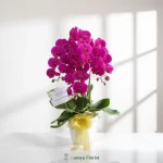 bunga meja anggrek fuchsia pot putih
