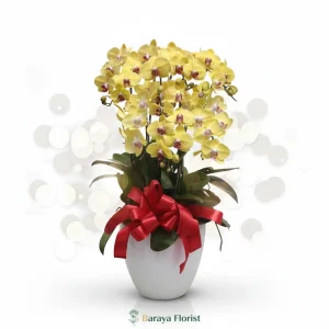 bunga meja anggrek kuning elegan