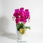 bunga meja anggrek pink elegan