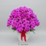 bunga meja anggrek pink pot putih