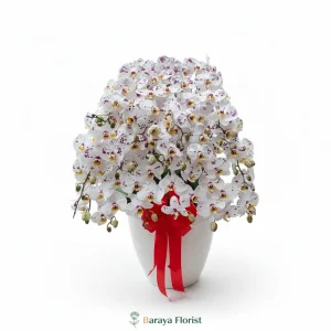 bunga meja anggrek putih totol merah