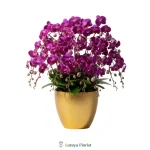 bunga meja anggrek ungu pot emas