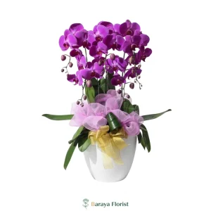 bunga meja anggrek ungu pot putih