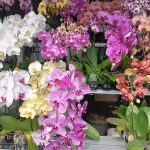 jenis bunga untuk hand bouquet