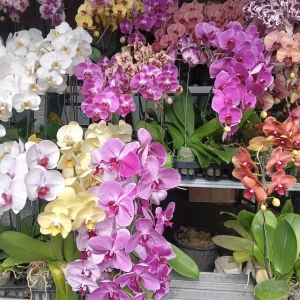 jenis bunga untuk hand bouquet