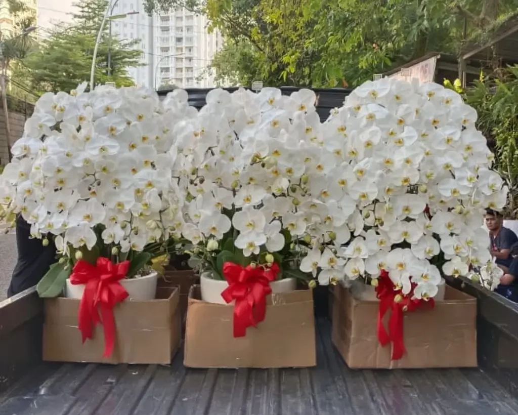 jual Bunga Meja Anggrek